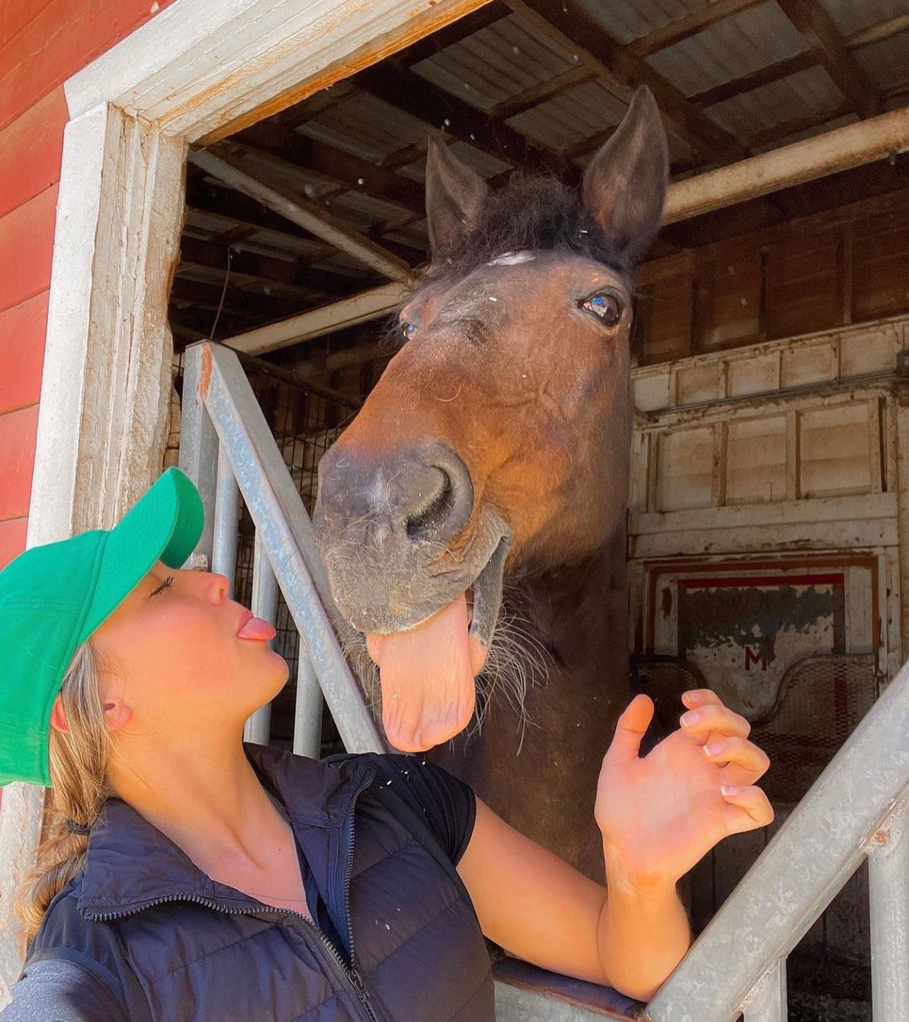 Everything you NEED to know about purchasing your first horse!