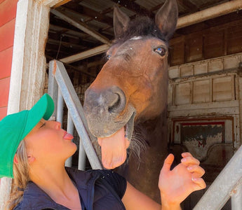 Everything you NEED to know about purchasing your first horse!