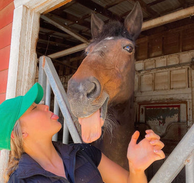 Everything you NEED to know about purchasing your first horse!