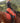 Dressage Saddle Pad - Henna Red